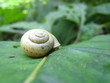 Schnecke auf dem Blatt 4