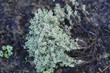 Foto: thyme thyme