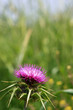 Photo: Purple thistle Purple thistle
