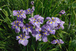 iris kaempferi