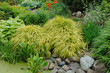 hakonechloa macra aureola