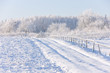 Forest in winter