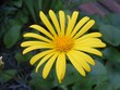 yellow spark flower