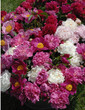 pivoine
