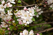 Blossom