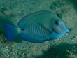 Doctorfish, picture taken in south east Florida..