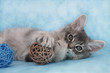 Blue Silver Somali kitten playing with a ball