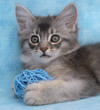 Blue Silver Somali kitten with a wicker ball
