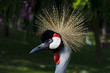 Uccello punk