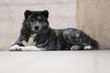 Akita Inu allongé sur la terrasse