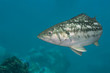 Isolated fish in Channel Islands, CA Isolated fish in Channel Islands, CA