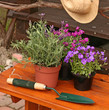 fresh spring flowers in a garden fresh spring flowers in a garden