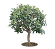 olivier bonsai