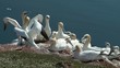 Mehrere Basstölpel auf einem Felsen (Morus Bassanus) - Video Mehrere Basstölpel auf einem Felsen (Morus Bassanus) - Video