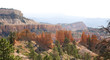 Hoodoos along Tower Bridge Trail in Bryce Canyon National Park Hoodoos along Tower Bridge Trail in Bryce Canyon National Park