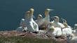 Mehrere Basstölpel auf einem Felsen (Morus Bassanus) - Video Mehrere Basstölpel auf einem Felsen (Morus Bassanus) - Video