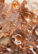 Sap pouring out of tree, macro photo Sap pouring out of tree, macro photo