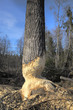 Aspen tree almost taken down by beaver