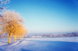 Winter beauty -  nature