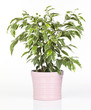 ficus golden king dans pot deco rose ficus golden king dans pot deco rose
