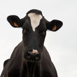 Holstein-Friesian cattle 00