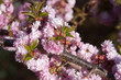 Kirschblüte
