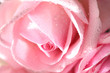 pink rose