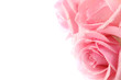 pink rose
