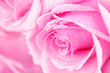 pink rose