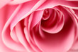 pink rose