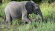 Video: elefante elefante