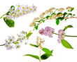 set of isolated spring blossoms