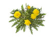 Fresh Dandelion plant