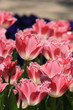 Foto: pink tulips pink tulips