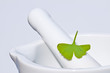 Ginkgo mit Mörser