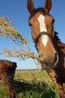 Haflinger