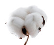 Cotton