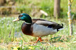 canard colvert sur la berge canard colvert sur la berge