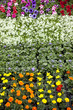 fleurs, plantation, jardinage, jardinerie, végétation, fleuriste