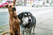 Photo: Two dogs on sidewalk Two dogs on sidewalk