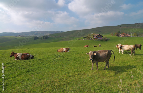 Photo: Pastureland on Alps Pastureland on Alps