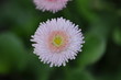 Blume