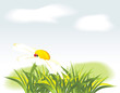 Chamomile and ladybird among grass. Vector