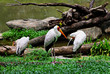 Yellow-billed stork