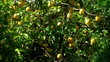 Lemon tree