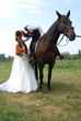 Photo: Wedding horse. Wedding horse.