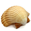 Muschelschale