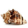 Photo: Meeresschnecke Meeresschnecke