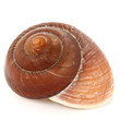 Meeresschnecke