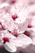 Kirschblüte